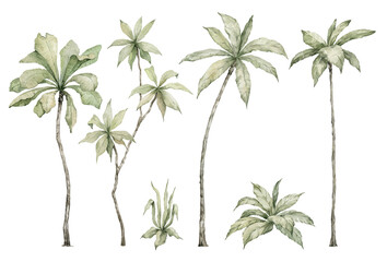 Watercolor palm tree in green color isolated on white background. Vintage coconut and banana trees. Floral tropical jungle. © Kate K.