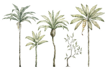 Watercolor palm tree in green color isolated on white background. Vintage coconut and banana trees. Floral tropical jungle. © Kate K.