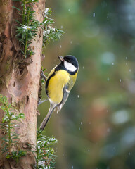 Obraz premium Kleiner Singvogel sitzt an einem Baumstamm in winterlicher Natur. Regentropfen und Schnee erzeugen eine ruhige, natürliche Atmosphäre. Kohlmeise