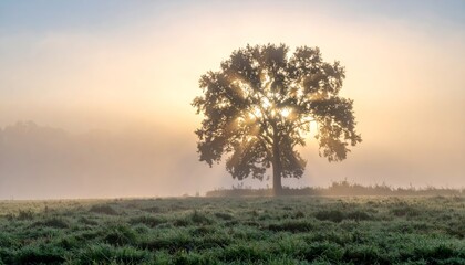 Obraz premium solitary tree in the mist, morning light