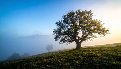 solitary tree in the mist, morning light
