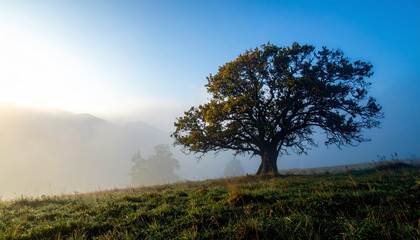 Obraz premium solitary tree in the mist, morning light