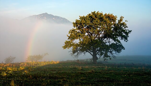 solitary tree in the mist, morning light