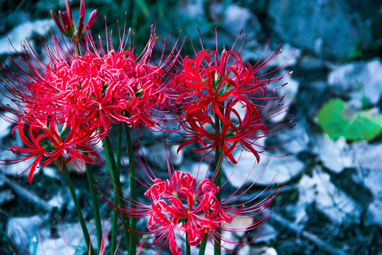Red Spider Lily Flowers Blooming in Natural Landscape Setting