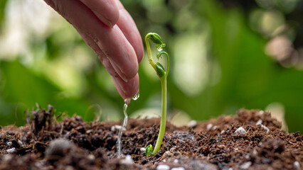 Watering Young Plants During Spring Sprouting Season Gardening
