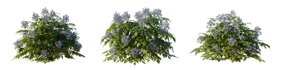 Mahonia Aquifolium berries bush isolated PNG on a transparent background premium nature cutout 