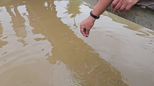 Close-up on the striking moment when an Archerfish (Toxotes) leaps from the murky Mekong Delta water to grab a cricket held by a person.