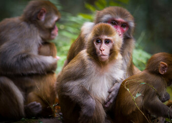 Social Monkey Animal Closeup in Natural Habitat Behavior