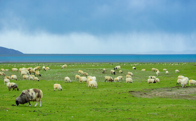 Obraz premium Natural Grassland Pasture with Grazing Sheep Flock Ecosystem