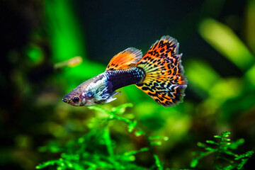 Tiger,mosaic guppy fish.Guppy Multi Colored Fish in a Tropical Acquarium.A green beautiful planted tropical freshwater aquarium with fishes.
