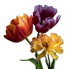 Three tulips on black background