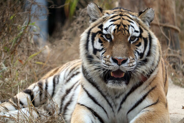 Fototapeta premium 호랑이