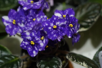 A kind of violet. Bright petals of indoor plants in pots.