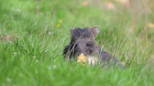 Tired female white-lipped peccary resting in the grass of a meadow. Tayassu pecari, R&eacute;serve zoologique de la Haute-Touche, Azay le Ferron, Indre 36, r&eacute;gion Centre Val de Loire, France, Europe