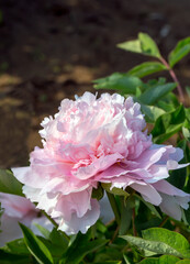 White Peony Flowers in Bloom Heze Botanical Photography