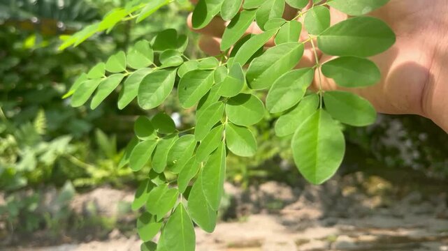 The Moringa plant symbolizes organic health, mindfulness, and sustainable living, this clip evokes the connection between humans and nature.