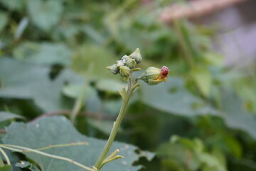 Devil's claw, the small tropical flower bud cluster with green sepals and red tips