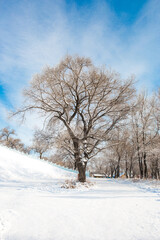 Winter Frost Covered Trees Under Blue Sky in Northern China