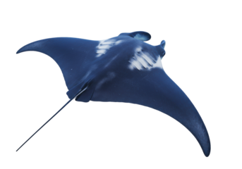 Isolated Giant Manta Ray Swimming Aquatic Marine Animal, Peaceful Predator of Open Ocean, Wildlife