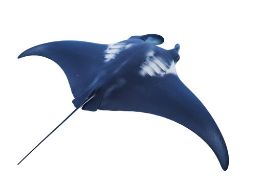 Isolated Giant Manta Ray Swimming Aquatic Marine Animal, Peaceful Predator of Open Ocean, Wildlife