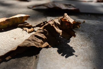 Dry Leaves Fallen on Concrete Floor with a Play of Light and Shadow