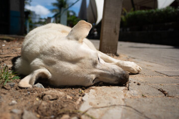 Fototapeta premium White Dog Sleeping and Relaxing on the Sidewalk on a Sunny Day