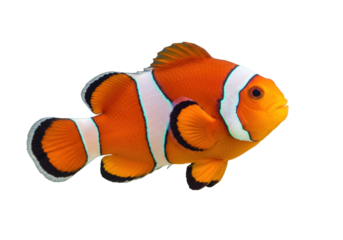Isolated vibrant orange clownfish swimming underwater, tropical reef marine life in aquarium