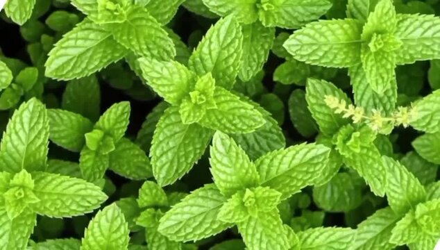 Top view fresh green mint leaves background.