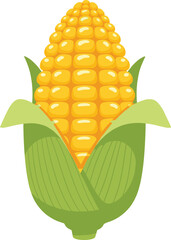 Fresh corn on the cob illustration, yellow maize vegetable with green husk, healthy food graphic for farming, agriculture, organic market themes