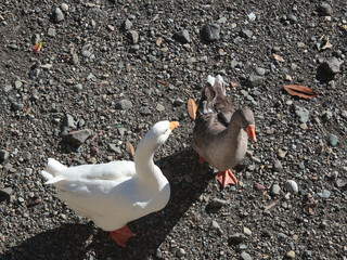 Wild geese on sunny morning near river. Nature and animals of Europe, Italy. 