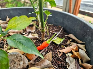 Close-up of a chili pepper plant in a pot with a ripe red pepper.