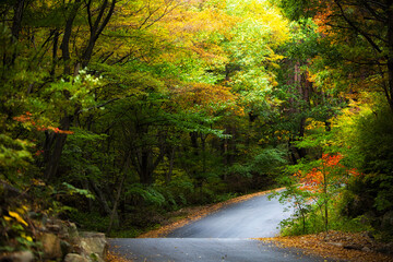 Curving Forest Road Through Dense Woodland in Autumn Landscape