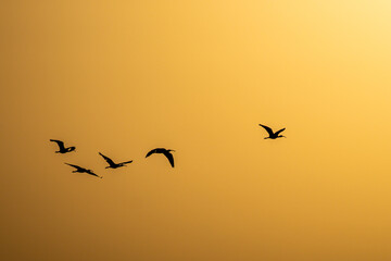Silhouetted Birds Flying Against Golden Yellow Sunset Sky over the Nile