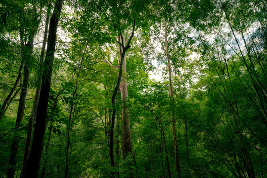 Dense green forest representing biodiversity and natural carbon capture. Sustainable forest management and environmental protection for a cleaner planet and climate balance. Environment day background - Powered by Adobe