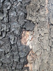 Close-up of tree bark showing texture and color variations, with a section that appears charred or burnt.