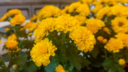 Yellow chrysanthemum flowers close up with soft focus background