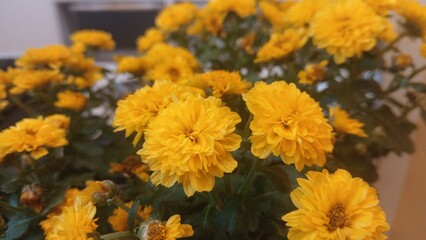 Yellow chrysanthemum flowers close up with soft focus background