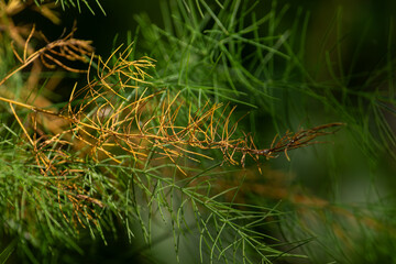 Abstract texture background of dry yellow and fresh green asparagus fern leaves.