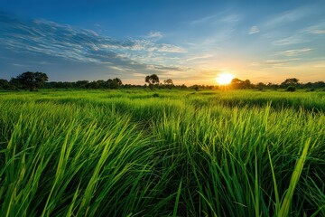 Golden Sunset Over Green Rice Field with Blue Sky and Scattered Clouds in Rural Landscape with Sun Rays and Silhouette Trees