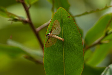 Macro close-up of a small yellow moth resting on the underside of a detailed green leaf