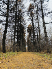 Fototapeta premium Autumn forest landscape in Siberia.
