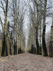 Autumn forest landscape in Siberia.