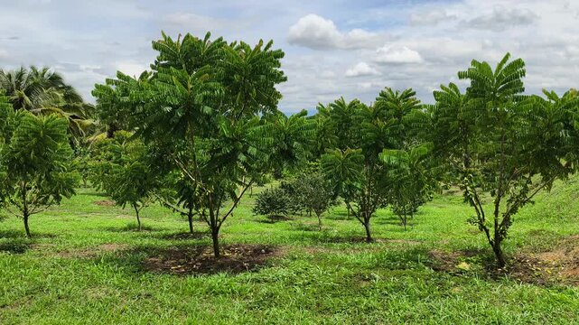 Averrhoa bilimbi tree laden with belimbing buluh (bilimbi) fruits. This tart, acidic fruit is essential in Southeast Asian cuisine, providing a natural sour flavor to dishes.