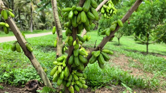 Averrhoa bilimbi tree laden with belimbing buluh (bilimbi) fruits. This tart, acidic fruit is essential in Southeast Asian cuisine, providing a natural sour flavor to dishes.