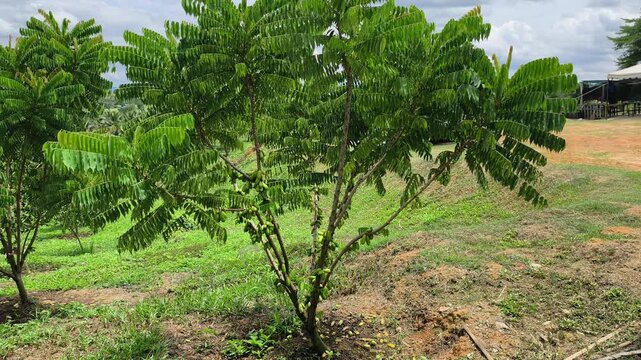 Averrhoa bilimbi tree laden with belimbing buluh (bilimbi) fruits. This tart, acidic fruit is essential in Southeast Asian cuisine, providing a natural sour flavor to dishes.