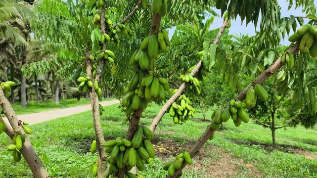 Averrhoa bilimbi tree laden with belimbing buluh (bilimbi) fruits. This tart, acidic fruit is essential in Southeast Asian cuisine, providing a natural sour flavor to dishes.