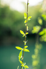 Sunlit Tender Green Willow Branches Swaying In Spring Breeze