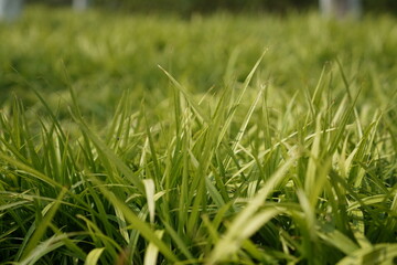 Sunlit Meadow Grasses Glowing With Backlight In Summer Field