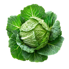 Fototapeta premium Savoy cabbage nutrition vegetable close up organic raw green food healthy eating freshness salad