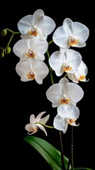 Obraz premium Exquisite arrangement of white orchids with delicate petals showcases nature's beauty in a minimalist setting